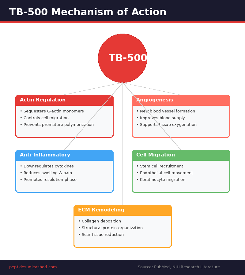 TB-500 mechanism of action showing actin regulation, angiogenesis, anti-inflammatory activity, cell migration, and ECM remodeling